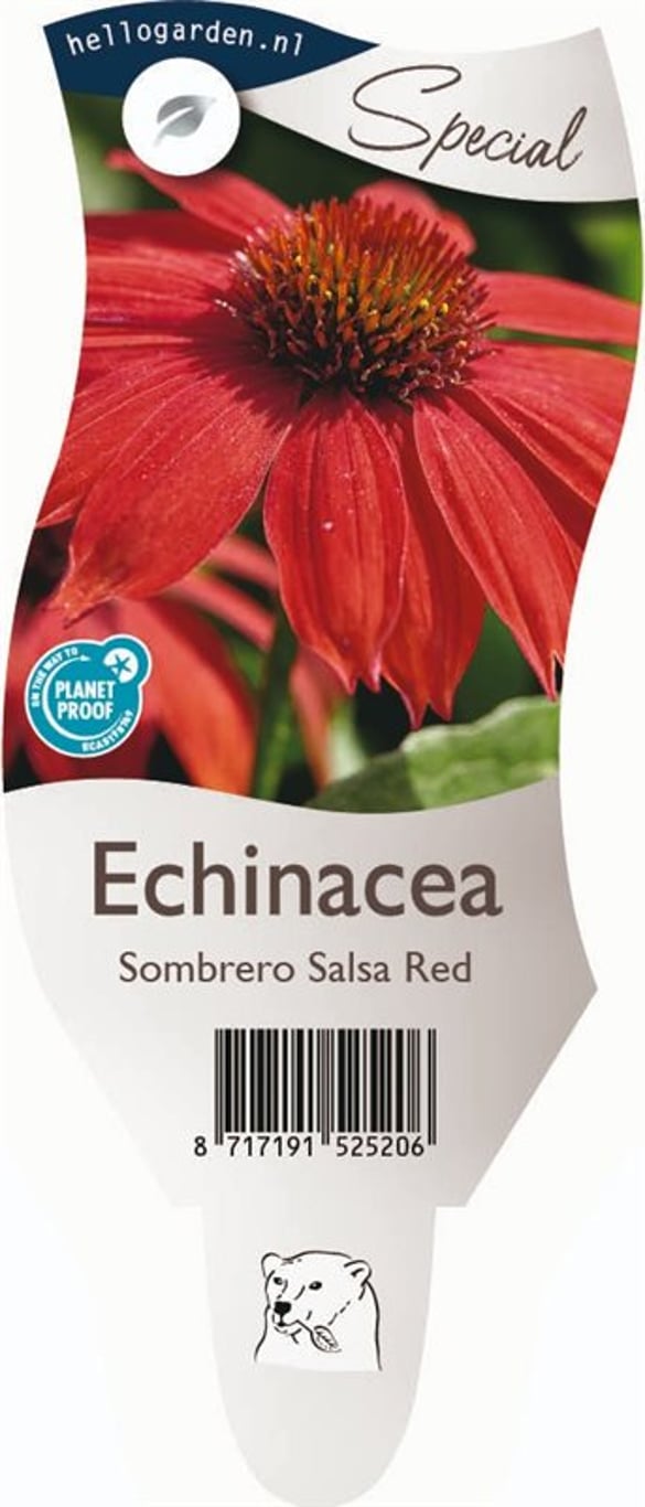 Echinacea Sombrero Salsa Red - P11